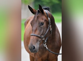 Other Breeds, Gelding, 3 years, 16,1 hh