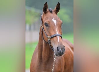 Other Breeds, Gelding, 3 years, 16,2 hh