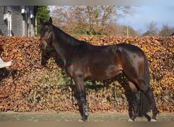 Other Breeds, Gelding, 3 years, 16 hh, Bay-Dark