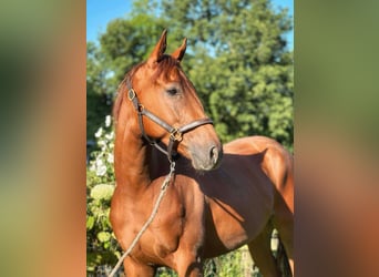 Other Breeds, Gelding, 3 years, 16 hh, Chestnut-Red