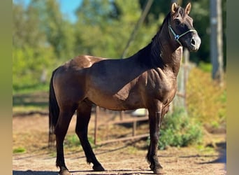 Other Breeds, Gelding, 3 years, Bay