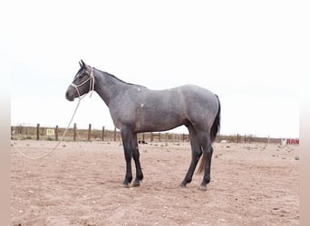 Other Breeds, Gelding, 3 years, Gray