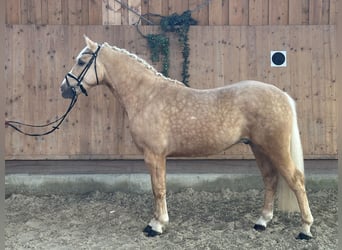 Other Breeds Mix, Gelding, 3 years, Palomino