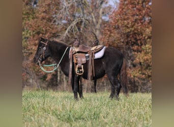 Other Breeds, Gelding, 4 years, 10 hh, Black