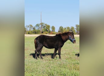 Other Breeds, Gelding, 4 years, 10 hh, Black
