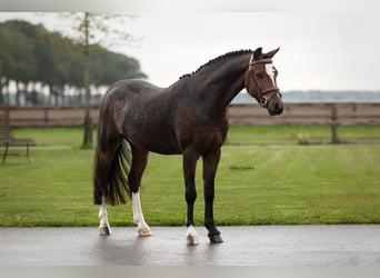 Other Breeds, Gelding, 4 years, 12.1 hh