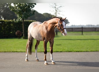 Other Breeds, Gelding, 4 years, 12.1 hh