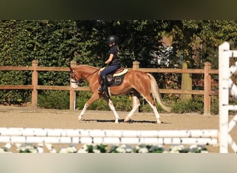Other Breeds, Gelding, 4 years, 12.3 hh