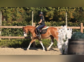 Other Breeds, Gelding, 4 years, 12.3 hh