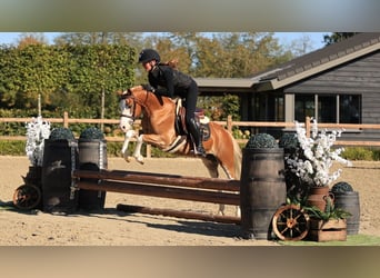 Other Breeds, Gelding, 4 years, 12.3 hh