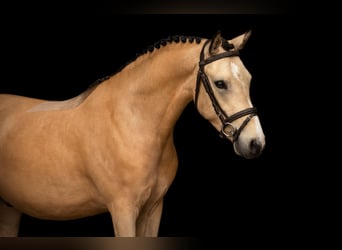 Other Breeds, Gelding, 4 years, 13.1 hh, Buckskin