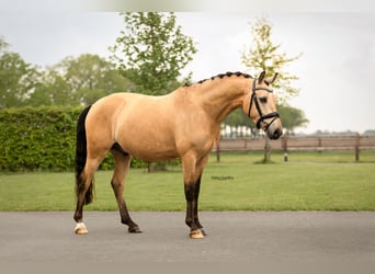 Other Breeds, Gelding, 4 years, 13.1 hh, Buckskin