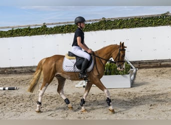 Other Breeds, Gelding, 4 years, 13.1 hh, Chestnut-Red