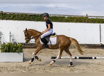 Other Breeds, Gelding, 4 years, 13.1 hh, Chestnut-Red