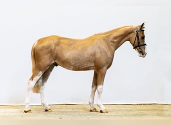Other Breeds, Gelding, 4 years, 13.1 hh, Chestnut-Red
