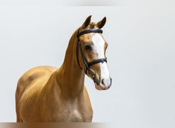 Other Breeds, Gelding, 4 years, 13.1 hh, Chestnut-Red