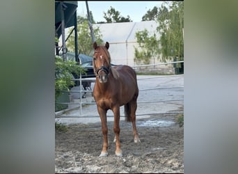 Other Breeds, Gelding, 4 years, 13.2 hh, Chestnut
