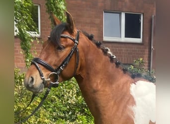 Other Breeds, Gelding, 4 years, 13 hh, Pinto