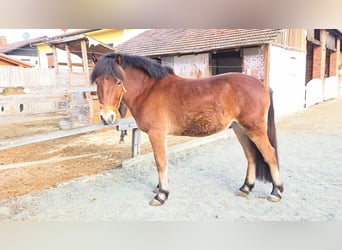 Other Breeds Mix, Gelding, 4 years, 13,3 hh, Brown