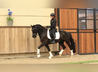 Other Breeds, Gelding, 4 years, 14.1 hh, Black