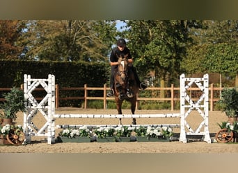Other Breeds, Gelding, 4 years, 14.1 hh