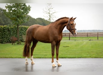 Other Breeds, Gelding, 4 years, 14.1 hh