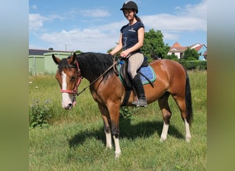 Other Breeds, Gelding, 4 years, 14.2 hh, Brown-Light