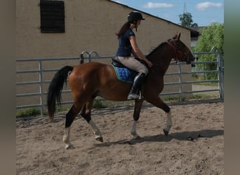 Other Breeds, Gelding, 4 years, 14.2 hh, Brown-Light