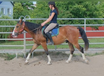 Other Breeds, Gelding, 4 years, 14.2 hh, Brown-Light