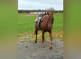 Other Breeds, Gelding, 4 years, 14.2 hh, Chestnut-Red