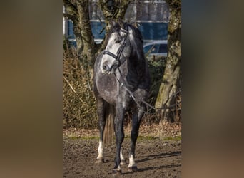 Other Breeds, Gelding, 4 years, 14,2 hh, Gray