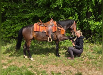 Other Breeds, Gelding, 4 years, 14.3 hh, Brown