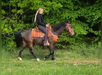 Other Breeds, Gelding, 4 years, 14.3 hh, Brown