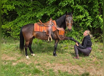 Other Breeds, Gelding, 4 years, 14.3 hh, Brown