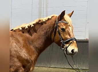 Other Breeds, Gelding, 4 years, 14,3 hh, Chestnut-Red