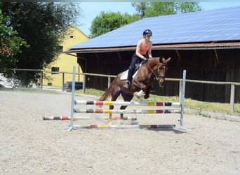 Other Breeds, Gelding, 4 years, 14.3 hh, Chestnut-Red