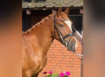 Other Breeds, Gelding, 4 years, 14,3 hh, Chestnut-Red