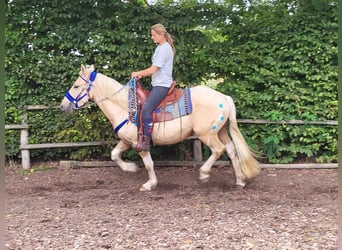 Other Breeds, Gelding, 4 years, 14.3 hh, Palomino