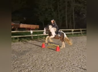 Other Breeds, Gelding, 4 years, 14,3 hh, Pinto