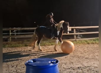 Other Breeds, Gelding, 4 years, 14,3 hh, Pinto