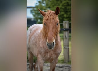 Other Breeds, Gelding, 4 years, 14.3 hh, Roan-Red