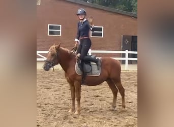 Other Breeds, Gelding, 4 years, 14 hh, Chestnut-Red