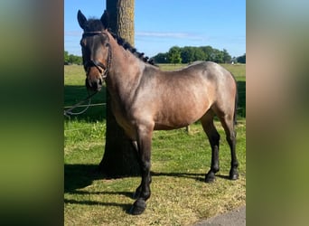 Other Breeds, Gelding, 4 years, 14,1 hh, Gray-Red-Tan