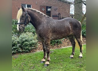 Other Breeds, Gelding, 4 years, 14,2 hh, Chestnut