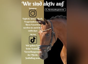 Sonstige Rassen, Wallach, 4 Jahre, 15,1 hh, Brauner