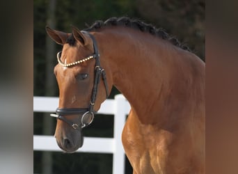 Other Breeds, Gelding, 4 years, 15,1 hh, Brown