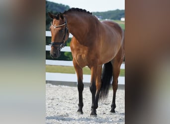 Other Breeds, Gelding, 4 years, 15,1 hh, Brown