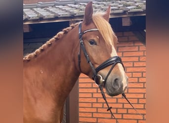 Other Breeds, Gelding, 4 years, 15,1 hh, Chestnut-Red