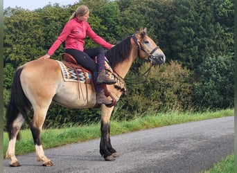 Other Breeds, Gelding, 4 years, 15.1 hh, Dun