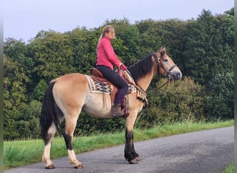 Other Breeds, Gelding, 4 years, 15.1 hh, Dun